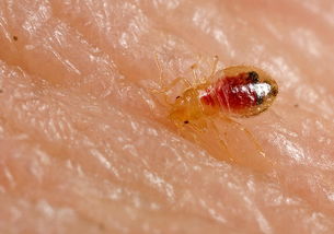 最近发现在床上发现这种虫子,2 5毫米长,黄褐色,会咬人吸血 夜晚睡觉