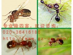 广东合格的白蚁防治服务服务 白蚁防治收费标准