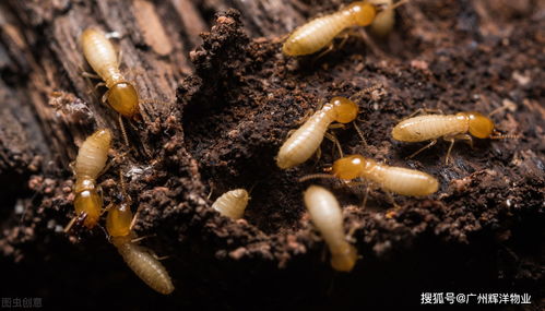 白蚁的危害以及如何防治 辉洋物业