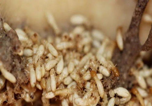 白蚁与蚂蚁如何区分 家里遇到白蚁怎么办 这些贴士请收好